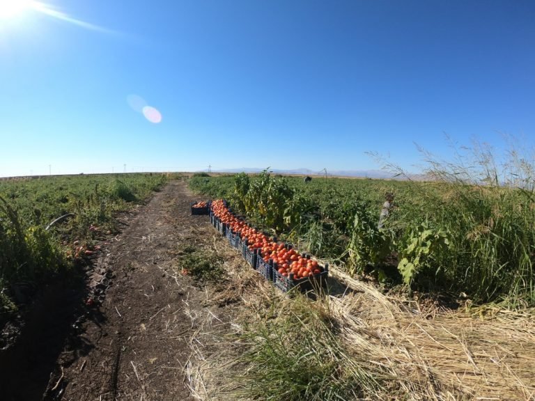 Yol Anıları – Domates Tarlasında Bir İşçi